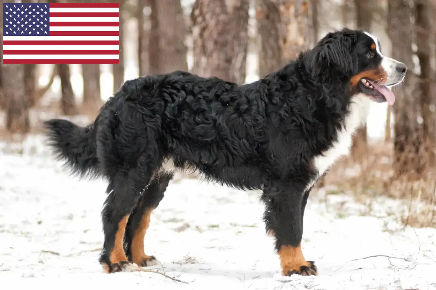 Bernese Mountain Dog căței și crescători de câini de munte din SUA Găsiți crescători de câini din rasa Bernese Mountain Dog în SUA.