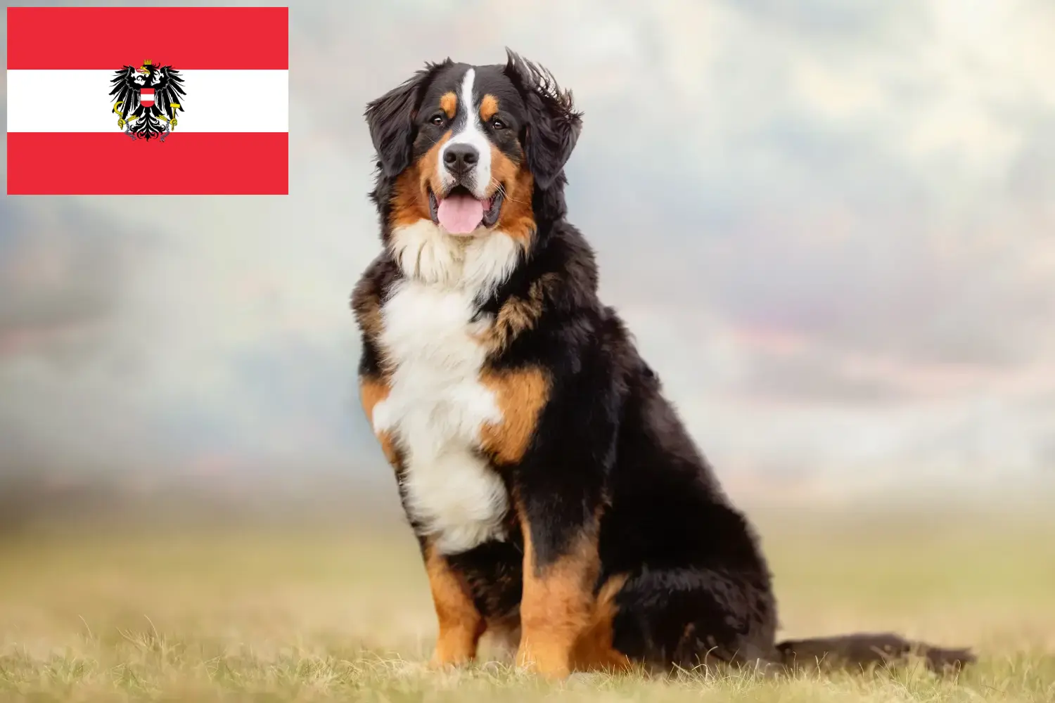 Bernese Mountain Dog căței și crescători Austria Aici puteți găsi crescători de câini din rasa Bernese Mountain Dog din Austria.
