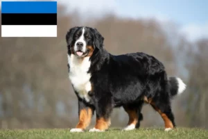 Read more about the article Bernese Mountain Dog Breeder și cățeluși în Estonia