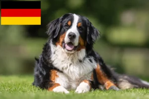 Read more about the article Bernese Mountain Dog Breeder și cățeluși în Germania