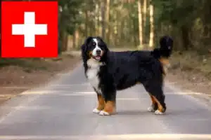 Read more about the article Bernese Mountain Dog crescători și căței în Elveția