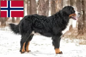 Read more about the article Bernese Mountain Dog Breeder și cățeluși în Norvegia