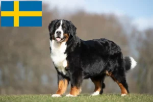 Read more about the article Bernese Mountain Dog Breeder și cățeluși în Suedia