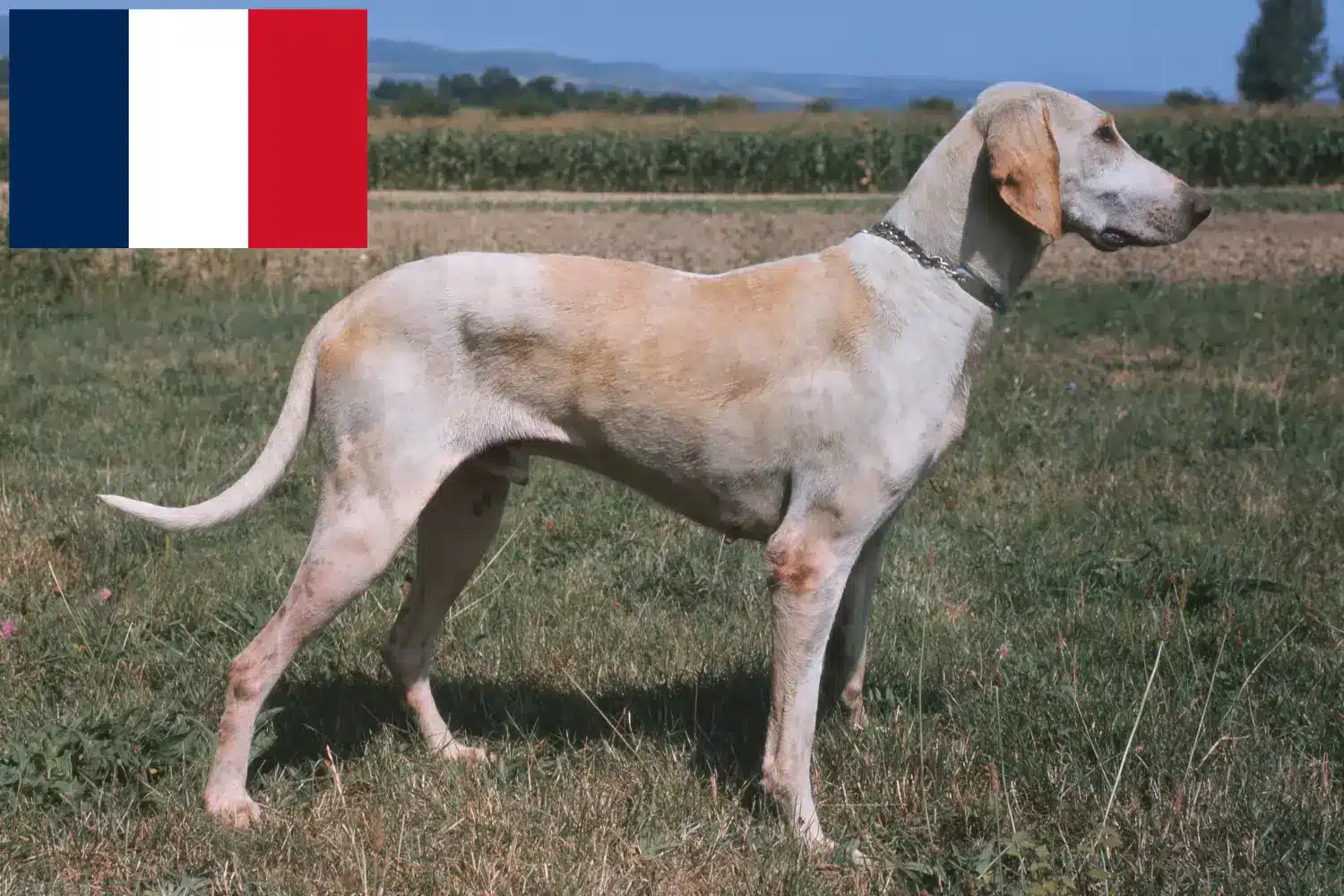 Billy căței și crescători Franța Găsiți crescătorii lui Billy în Franța aici.