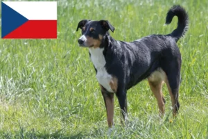 Read more about the article Appenzell Mountain Dog Breeder și Cățeluși în Republica Cehă