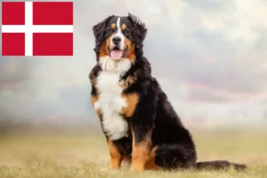 Read more about the article Bernese Mountain Dog Breeder și cățeluși în Danemarca