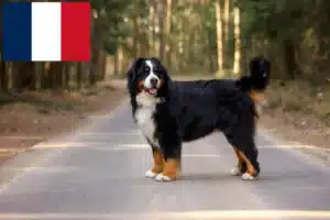 Read more about the article Bernese Mountain Dog Breeder și cățeluși în Franța