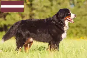 Read more about the article Bernese Mountain Dog Breeder și cățeluși în Letonia