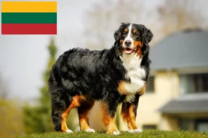 Read more about the article Bernese Mountain Dog Breeder și cățeluși în Lituania