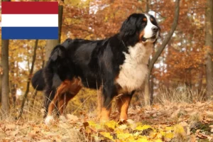 Read more about the article Bernese Mountain Dog crescători și căței în Olanda