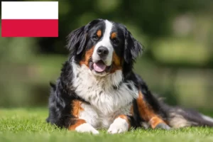 Read more about the article Bernese Mountain Dog Breeder și cățeluși în Polonia