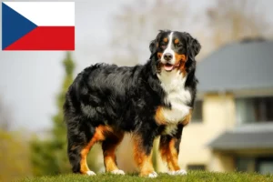 Read more about the article Bernese Mountain Dog Breeder și cățeluși în Republica Cehă