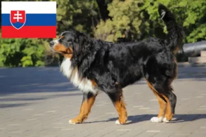 Read more about the article Bernese Mountain Dog Breeder și cățeluși în Slovacia