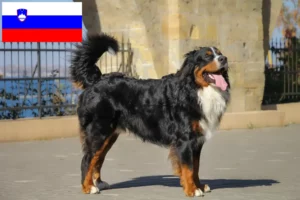 Read more about the article Bernese Mountain Dog Breeder și cățeluși în Slovenia