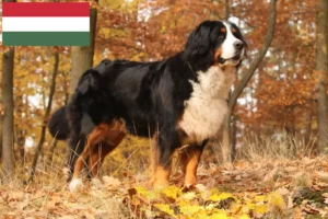 Read more about the article Bernese Mountain Dog Breeder și cățeluși în Ungaria