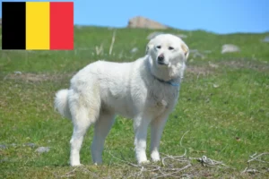 Read more about the article Crescători de câini de munte din Pirinei și căței în Belgia