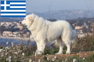 Read more about the article Câine de munte din Pirinei crescători și cățeluși în Grecia