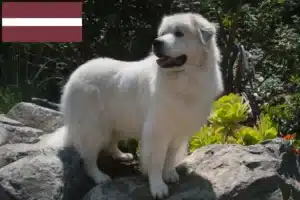 Read more about the article Câine de Munte Pirineu de Munte Crescător și Cățeluși în Letonia