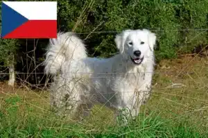 Read more about the article Crescători de câini de munte din Pirinei și căței în Republica Cehă