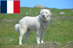 Read more about the article Crescători de câini de munte din Pirinei și căței în Réunion
