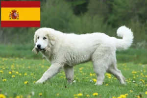 Read more about the article Crescători de câini de munte din Pirinei și căței în Spania