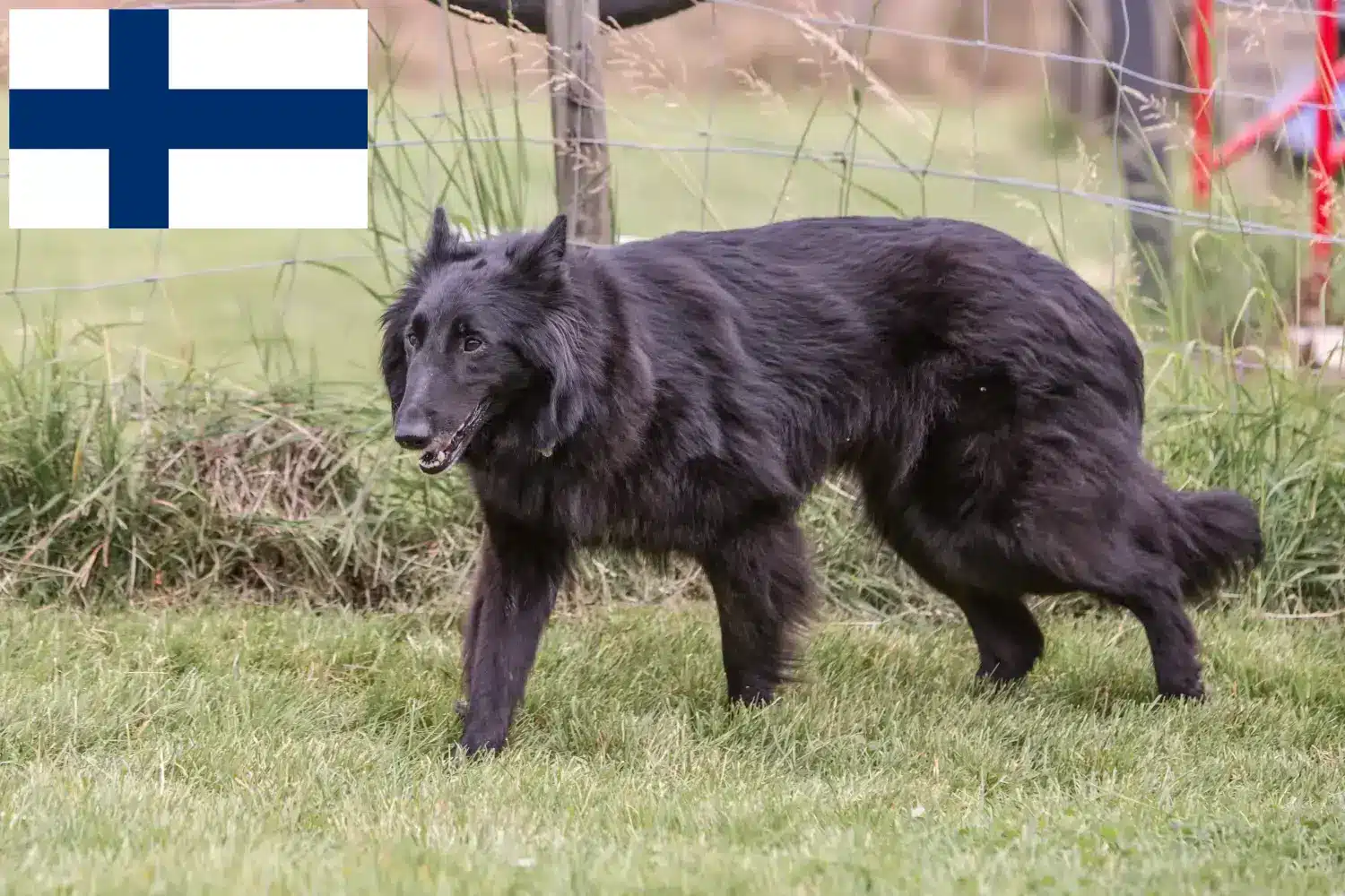 Ciobănesc belgian căței și crescător Finlanda Găsiți crescători de câini ciobănesc belgian în Finlanda.