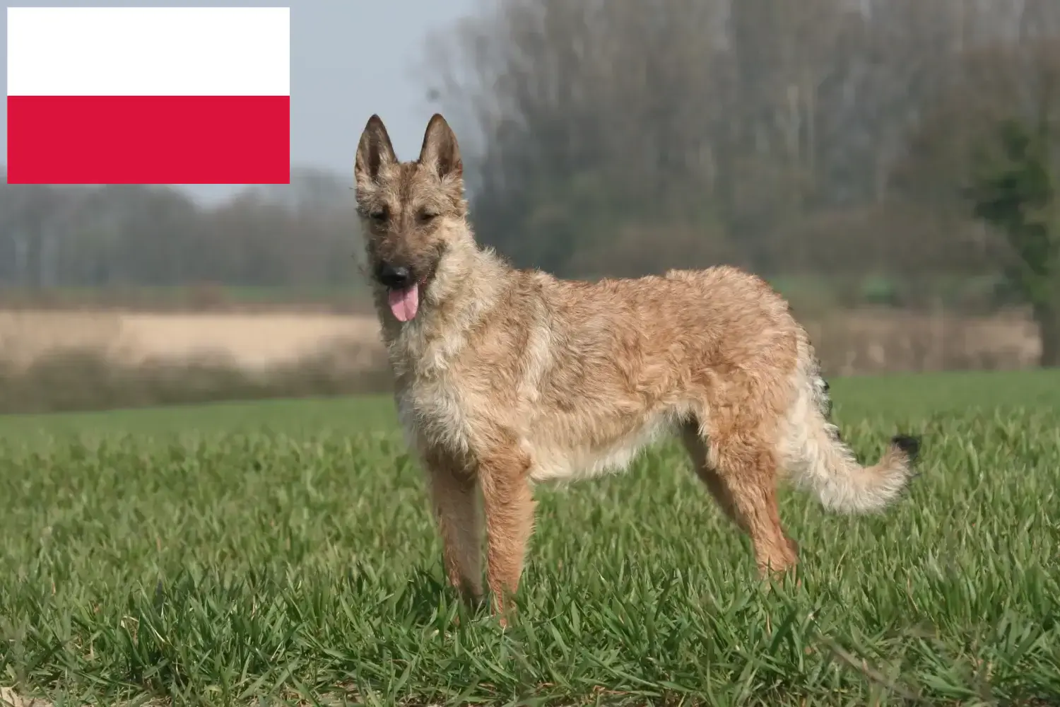 Ciobănesc belgian căței și crescători Polonia Aici puteți găsi crescători de câini ciobănesc belgian în Polonia.