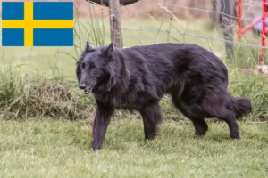 Read more about the article Ciobănesc belgian Dog Breeder și cățeluși în Suedia