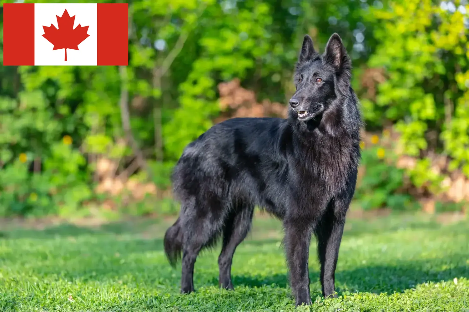 Ciobănesc belgian căței și crescător Canada Aici puteți găsi crescători de câini ciobănesc belgian în Canada.