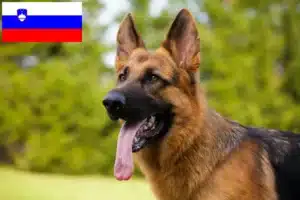 Read more about the article Crescători de câini ciobănești și căței în Slovenia