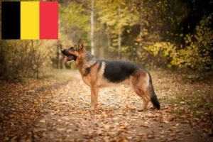 Read more about the article Crescători de câini ciobănești și căței în Belgia