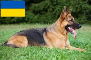 Read more about the article Crescători de câini ciobănești și căței în Ucraina