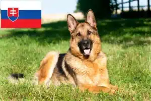 Read more about the article Crescători de câini ciobănești și căței în Slovacia