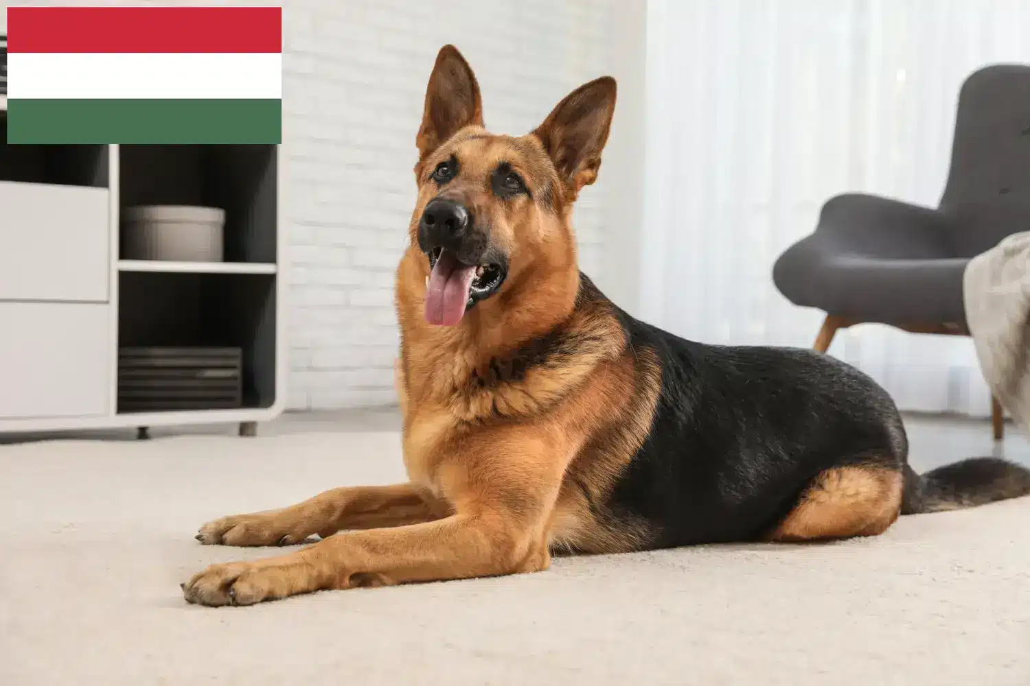 Ciobănesc căței și crescători Ungaria Aici puteți găsi crescători de câini ciobănesc german din Ungaria.