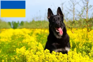 Read more about the article Eastern European Shepherd Ciobanesc Dog Breeder și cățeluși în Ucraina