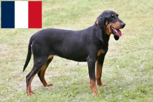 Read more about the article Crescători de câini și căței elvețieni de rulare în Franța