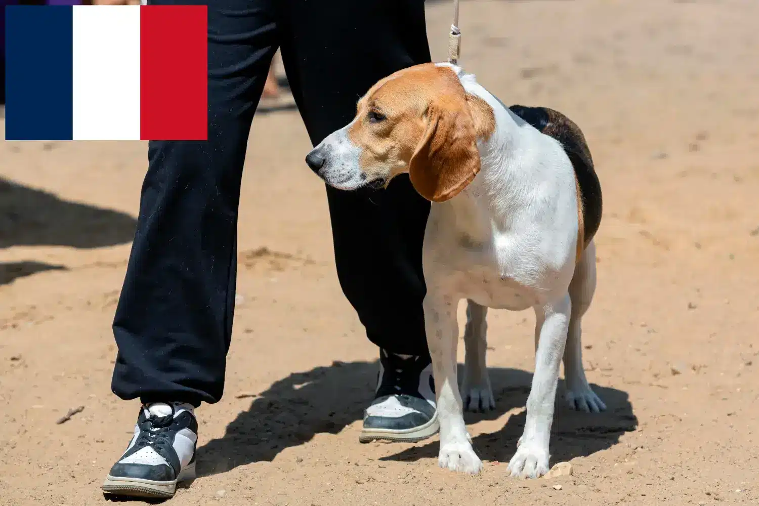 Elvețian Netherland Dog Puppies și Breeder Franța Aici puteți găsi crescători de câini elvețieni de Downhill în Franța.