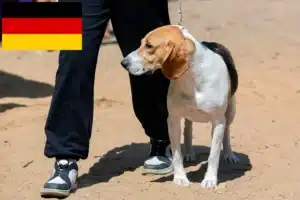 Read more about the article Swiss Lowland Dog Breeder și căței în Germania