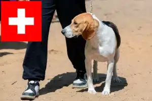 Read more about the article Swiss Lowland Dog Breeders și cățeluși în Elveția