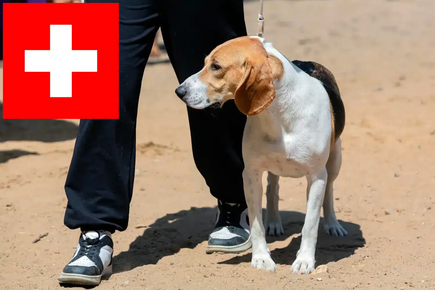 Read more about the article Swiss Lowland Dog Breeders și cățeluși în Elveția