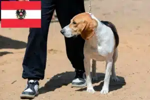 Read more about the article Swiss Lowland Dog Breeders și cățeluși în Austria