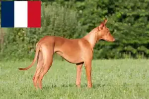 Read more about the article Pharaoh crescători de câini și căței în Franța
