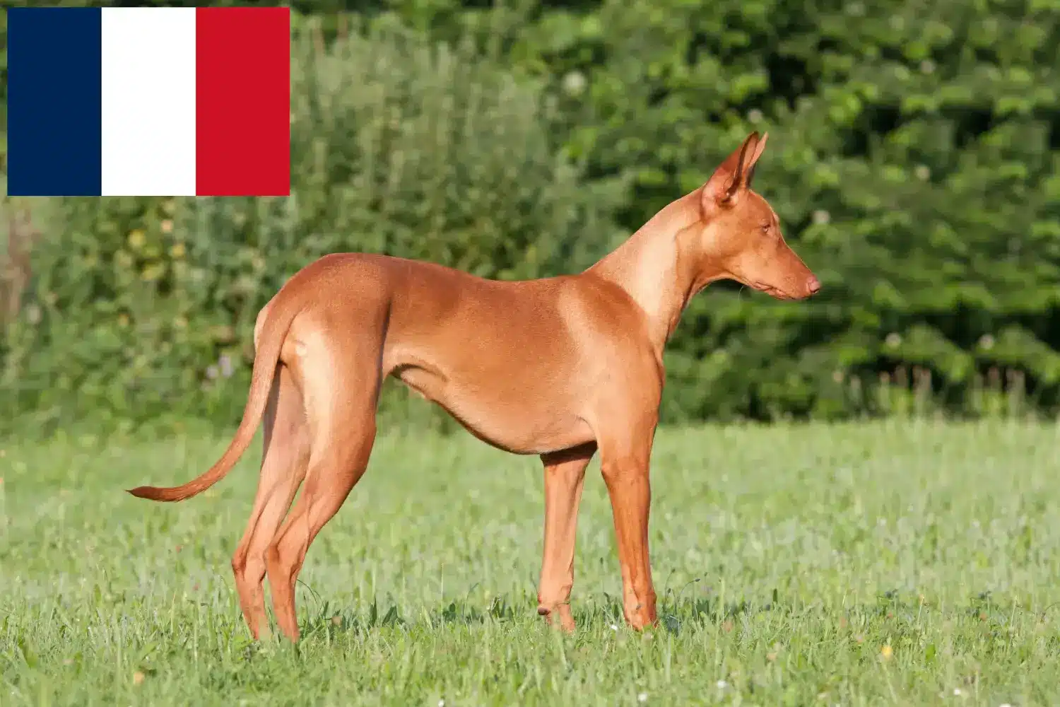 Pharaoh Hound căței și crescători Franța Găsiți crescători de câini Pharaoh în Franța aici.