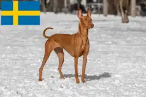 Read more about the article Pharaoh Hound crescători și căței în Suedia