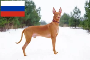Read more about the article Pharaoh crescători de câini și căței în Rusia
