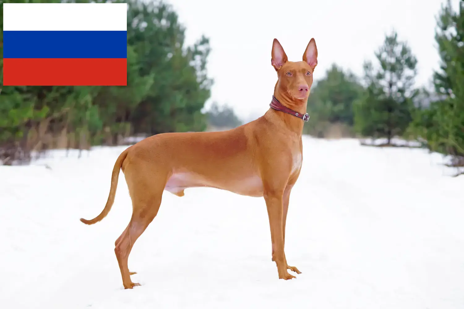 Pharaoh Hound căței și crescători Rusia Aici puteți găsi crescători de câini Pharaoh în Rusia.