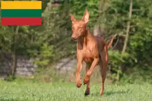 Read more about the article Pharaoh crescători de câini și căței în Lituania
