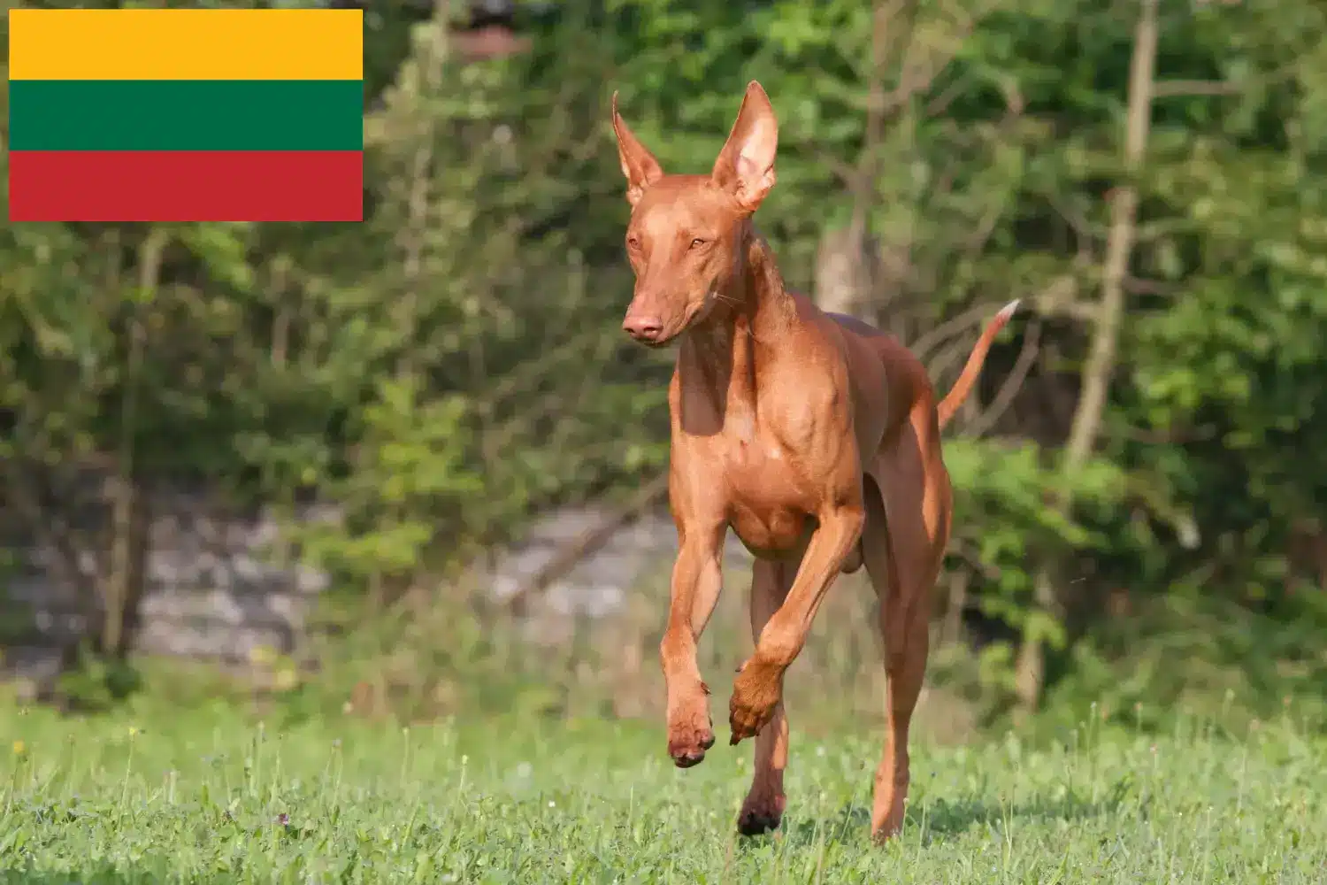 Pharaoh Hound căței și crescători Lituania Găsiți crescători de câini Pharaoh în Lituania.
