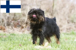 Read more about the article Grifon pitic belgian crescător și căței în Finlanda