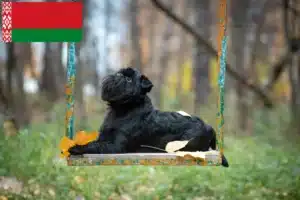 Read more about the article Crescători de Grifon Pitic Belgian și căței în Belarus